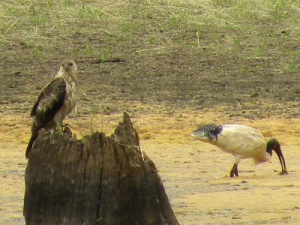 Juvenile Whistling Kite and White Ibis JCD picture