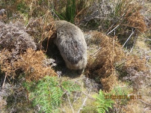A Wombat; s/he would not turn around for a photo!