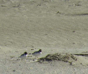 Hooded Plovers on Cloudy Bay Beach; photo JCD