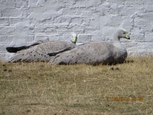 Two Cape Barren Geese enjoying the sun