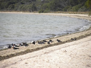 Pied Oyster Catchers at Nepean Bay CP: JCD photo