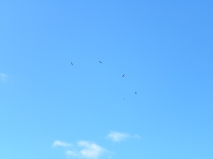 Five Wedge-tail Eagles under siege! JCD photo