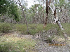 My operating position at Brisbane Ranges NP - only footprints left