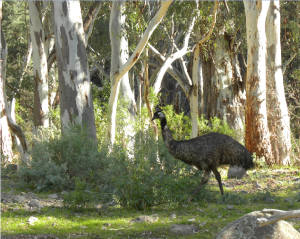 Emu Mambray Creek JCD photo