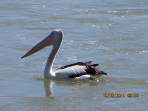 Pelican catching the leftovers